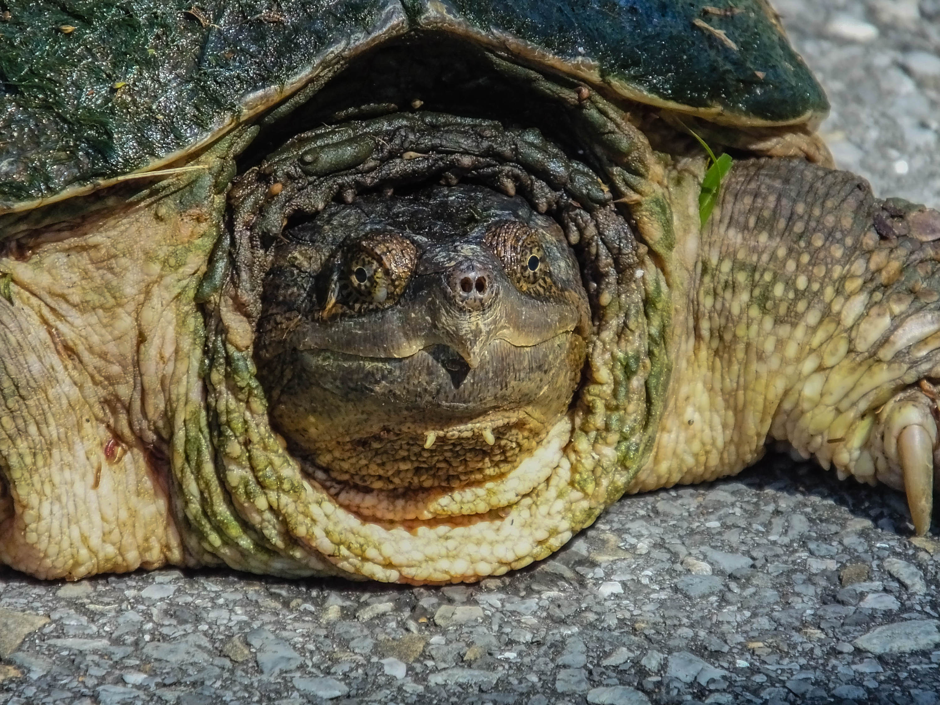 Pic